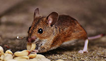 24 Hour & Emergency Exterminators in N Chesterfld, VA